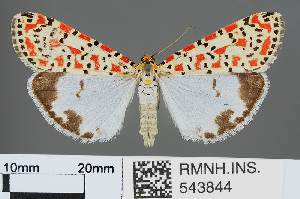  (Utetheisa pulchella - RMNH.INS.543844)  @15 [ ] CreativeCommons - Attribution Non-Commercial Share-Alike (2012) Unspecified Naturalis, Biodiversity Centre