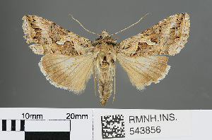  ( - RMNH.INS.543856)  @13 [ ] CreativeCommons - Attribution Non-Commercial Share-Alike (2012) Unspecified Naturalis, Biodiversity Centre