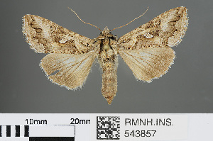  ( - RMNH.INS.543857)  @13 [ ] CreativeCommons - Attribution Non-Commercial Share-Alike (2012) Unspecified Naturalis, Biodiversity Centre