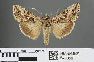  ( - RMNH.INS.543858)  @13 [ ] CreativeCommons - Attribution Non-Commercial Share-Alike (2012) Unspecified Naturalis, Biodiversity Centre