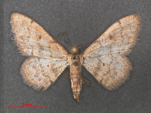  (Idaea eremica - RMNH.INS.543872)  @13 [ ] CreativeCommons - Attribution Non-Commercial Share-Alike (2012) Unspecified Naturalis, Biodiversity Centre