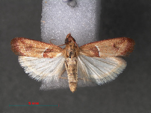  (Phycitinae_genus sp. ABY1144 - RMNH.INS.544134)  @13 [ ] CreativeCommons - Attribution Non-Commercial Share-Alike (2012) Unspecified Naturalis, Biodiversity Centre