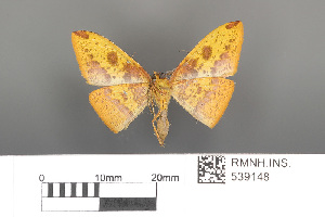  (Heterolocha aristonaria - RMNH.INS.539148)  @11 [ ] CreativeCommons - Attribution Non-Commercial Share-Alike (2013) Unspecified Naturalis, Biodiversity Centre