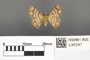  (Heterostegane urbica guichardi - RMNH.INS.539247)  @13 [ ] CreativeCommons - Attribution Non-Commercial Share-Alike (2013) Unspecified Naturalis, Biodiversity Centre