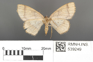  (Orthobrachia flavidior - RMNH.INS.539249)  @11 [ ] CreativeCommons - Attribution Non-Commercial Share-Alike (2013) Unspecified Naturalis, Biodiversity Centre