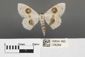 (Problepsis eucitcota - RMNH.INS.539269)  @14 [ ] CreativeCommons - Attribution Non-Commercial Share-Alike (2013) Unspecified Naturalis, Biodiversity Centre