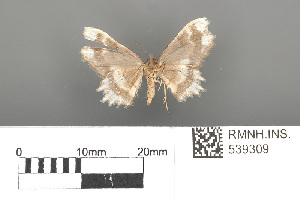  (Macrohastina azela azela - RMNH.INS.539309)  @11 [ ] CreativeCommons - Attribution Non-Commercial Share-Alike (2013) Unspecified Naturalis, Biodiversity Centre