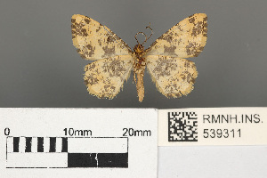  (Monocerotesa radiata - RMNH.INS.539311)  @11 [ ] CreativeCommons - Attribution Non-Commercial Share-Alike (2013) Unspecified Naturalis, Biodiversity Centre