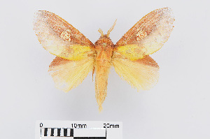  (Euthrix laeta astrina - RMNH.INS.549935)  @14 [ ] CreativeCommons - Attribution Non-Commercial Share-Alike (2012) Unspecified Naturalis, Biodiversity Centre