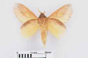  (Euthrix laeta astrina - RMNH.INS.549935)  @14 [ ] CreativeCommons - Attribution Non-Commercial Share-Alike (2012) Unspecified Naturalis, Biodiversity Centre