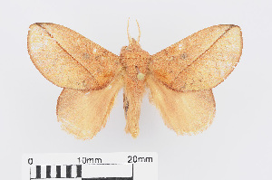  (Euthrix isocyma - RMNH.INS.549936)  @14 [ ] CreativeCommons - Attribution Non-Commercial Share-Alike (2012) Unspecified Naturalis, Biodiversity Centre