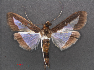  ( - RMNH.INS.537540)  @13 [ ] CreativeCommons - Attribution Non-Commercial Share-Alike (2012) Unspecified Naturalis, Biodiversity Centre