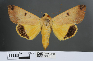  ( - RMNH.INS.537971)  @13 [ ] CreativeCommons - Attribution Non-Commercial Share-Alike (2012) Unspecified Naturalis, Biodiversity Centre
