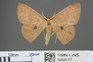 (Anisodes absconditaria - RMNH.INS.540077)  @12 [ ] CreativeCommons - Attribution Non-Commercial Share-Alike (2013) Unspecified Naturalis, Biodiversity Centre