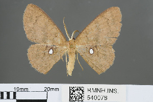  (Perixera argyromma - RMNH.INS.540078)  @14 [ ] CreativeCommons - Attribution Non-Commercial Share-Alike (2013) Unspecified Naturalis, Biodiversity Centre