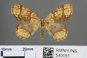  (Orthobrachia tenebrosa - RMNH.INS.540081)  @11 [ ] CreativeCommons - Attribution Non-Commercial Share-Alike (2013) Unspecified Naturalis, Biodiversity Centre