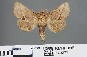  (Quasithosea obliquistriga - RMNH.INS.540273)  @14 [ ] CreativeCommons - Attribution Non-Commercial Share-Alike (2012) Unspecified Naturalis, Biodiversity Centre
