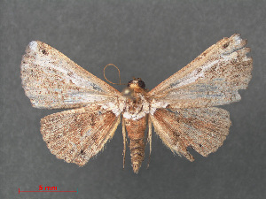  (Zurobata vacillans - RMNH.INS.540566)  @13 [ ] CreativeCommons - Attribution Non-Commercial Share-Alike (2012) Unspecified Naturalis, Biodiversity Centre
