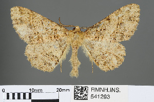  (Medasina mucidaria - RMNH.INS.541293)  @12 [ ] CreativeCommons - Attribution Non-Commercial Share-Alike (2013) Unspecified Naturalis, Biodiversity Centre