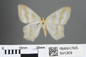 (Maxates thetydaria - RMNH.INS.541309)  @13 [ ] CreativeCommons - Attribution Non-Commercial Share-Alike (2013) Unspecified Naturalis, Biodiversity Centre