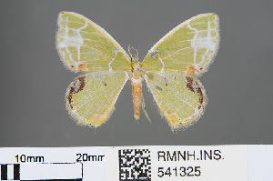  (Comibaena albimarginata - RMNH.INS.541325)  @12 [ ] CreativeCommons - Attribution Non-Commercial Share-Alike (2013) Unspecified Naturalis, Biodiversity Centre