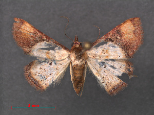  (Idaea impexa - RMNH.INS.541927)  @13 [ ] CreativeCommons - Attribution Non-Commercial Share-Alike (2013) Unspecified Naturalis, Biodiversity Centre