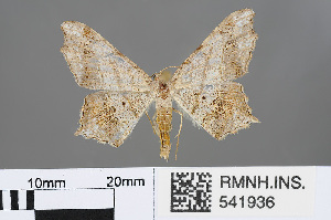  (Godonela emersaria - RMNH.INS.541936)  @11 [ ] CreativeCommons - Attribution Non-Commercial Share-Alike (2013) Unspecified Naturalis, Biodiversity Centre
