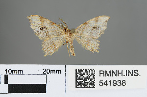  (Semiothisa emersaria - RMNH.INS.541938)  @11 [ ] CreativeCommons - Attribution Non-Commercial Share-Alike (2013) Unspecified Naturalis, Biodiversity Centre
