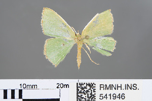 ( - RMNH.INS.541946)  @12 [ ] CreativeCommons - Attribution Non-Commercial Share-Alike (2013) Unspecified Naturalis, Biodiversity Centre