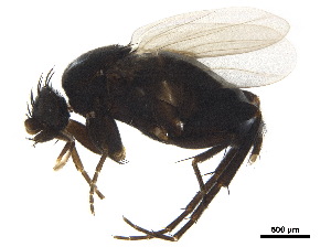  ( - BIOUG36711-C02)  @11 [ ] CreativeCommons - Attribution (2019) CBG Photography Group Centre for Biodiversity Genomics