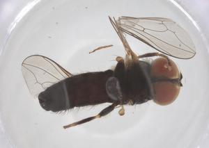  ( - BIOUG36712-F03)  @11 [ ] CreativeCommons - Attribution Share - Alike (2025) Centre for Biodiversity Genomics Centre for Biodiversity Genomics