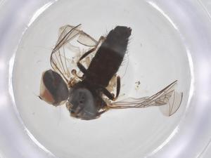  ( - BIOUG36712-F07)  @11 [ ] CreativeCommons - Attribution Share - Alike (2025) Centre for Biodiversity Genomics Centre for Biodiversity Genomics