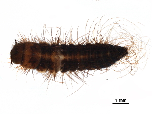  ( - BIOUG36746-B08)  @11 [ ] CreativeCommons - Attribution (2018) CBG Photography Group Centre for Biodiversity Genomics