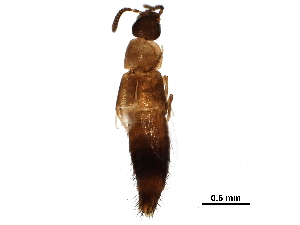  (Oxypoda nimbata - BIOUG36747-H08)  @11 [ ] CreativeCommons - Attribution (2018) CBG Photography Group Centre for Biodiversity Genomics