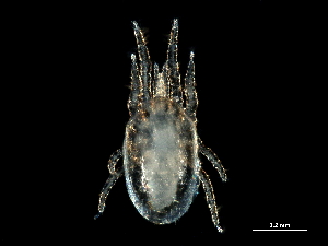  (Hirstionyssus - BIOUG36750-E11)  @11 [ ] CreativeCommons - Attribution (2018) CBG Photography Group Centre for Biodiversity Genomics