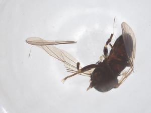  ( - BIOUG36876-E04)  @11 [ ] CreativeCommons - Attribution Share - Alike (2025) Centre for Biodiversity Genomics Centre for Biodiversity Genomics