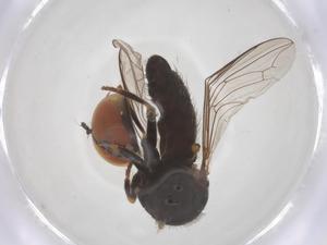  ( - BIOUG36897-D10)  @11 [ ] CreativeCommons - Attribution Share - Alike (2025) Centre for Biodiversity Genomics Centre for Biodiversity Genomics