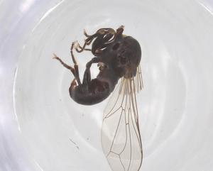  ( - BIOUG36897-G03)  @11 [ ] CreativeCommons - Attribution Share - Alike (2025) Centre for Biodiversity Genomics Centre for Biodiversity Genomics