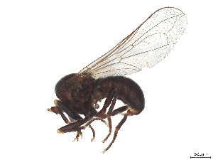  ( - BIOUG36897-G03)  @11 [ ] CreativeCommons - Attribution (2025) CBG Photography Group Centre for Biodiversity Genomics