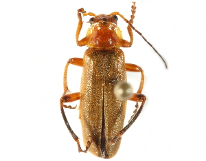  (Cantharis livida - CCDB-28934-B12)  @14 [ ] CreativeCommons - Attribution (2015) CBG Photography Group Centre for Biodiversity Genomics