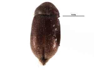  ( - CCDB-28934-C11)  @11 [ ] CreativeCommons - Attribution (2015) CBG Photography Group Centre for Biodiversity Genomics