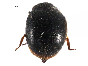  (Scymnus puncticollis - CCDB-28934-E04)  @11 [ ] CreativeCommons - Attribution (2015) CBG Photography Group Centre for Biodiversity Genomics