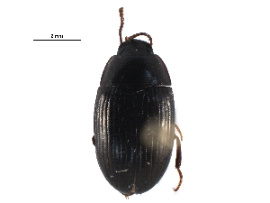  ( - CCDB-28934-E07)  @11 [ ] CreativeCommons - Attribution (2015) CBG Photography Group Centre for Biodiversity Genomics