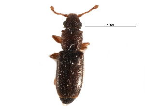  (Monotoma longicollis - CCDB-28934-E10)  @14 [ ] CreativeCommons - Attribution (2015) CBG Photography Group Centre for Biodiversity Genomics