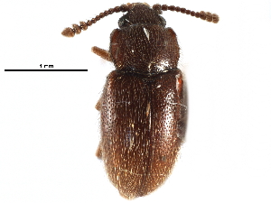  ( - CCDB-28934-F03)  @11 [ ] CreativeCommons - Attribution (2015) CBG Photography Group Centre for Biodiversity Genomics