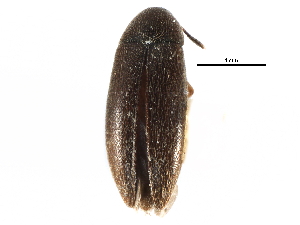  ( - CCDB-28934-G07)  @11 [ ] CreativeCommons - Attribution (2015) CBG Photography Group Centre for Biodiversity Genomics