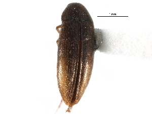  ( - CCDB-28934-G08)  @14 [ ] CreativeCommons - Attribution (2015) CBG Photography Group Centre for Biodiversity Genomics