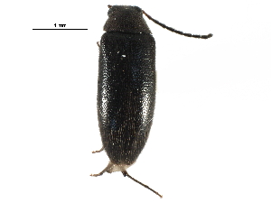  ( - CCDB-28934-H01)  @11 [ ] CreativeCommons - Attribution (2015) CBG Photography Group Centre for Biodiversity Genomics