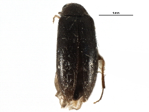  ( - CCDB-28934-H02)  @11 [ ] CreativeCommons - Attribution (2015) CBG Photography Group Centre for Biodiversity Genomics