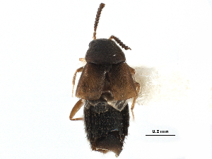  ( - CCDB-28935-C04)  @11 [ ] CreativeCommons - Attribution (2015) CBG Photography Group Centre for Biodiversity Genomics